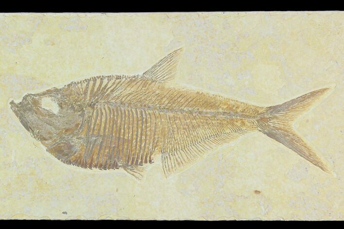 Fossil Fish (Diplomystus) - Green River Formation #130309